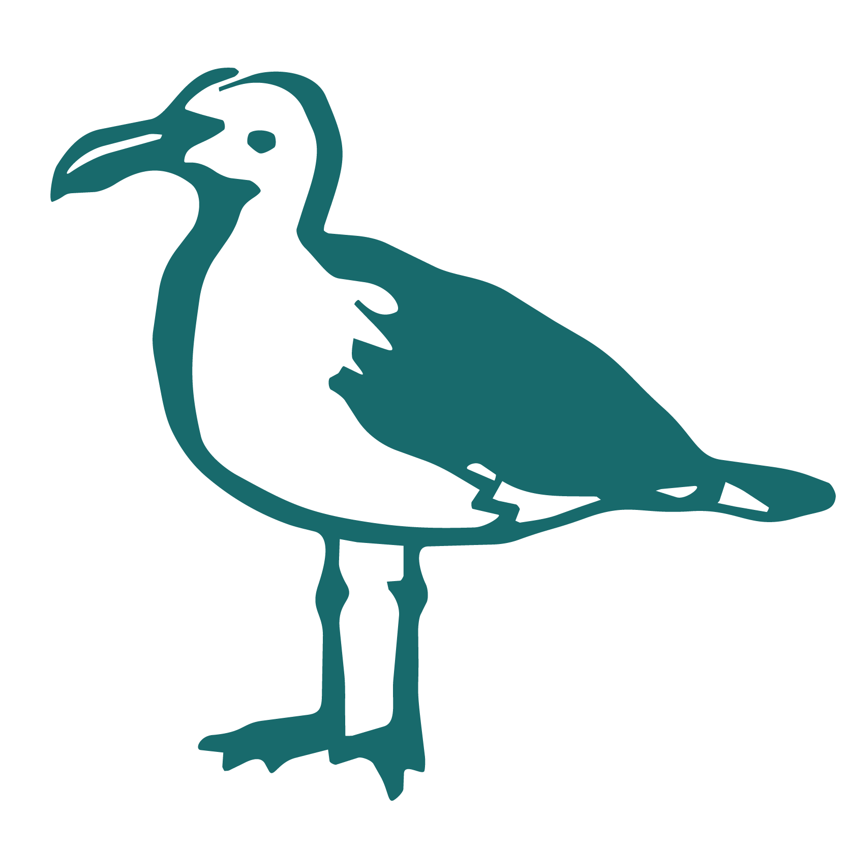 seagull illustration
